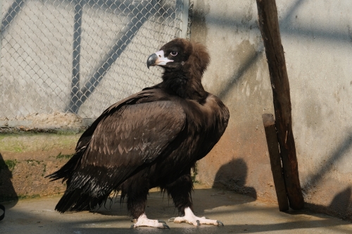 秃鹫（被救） 张海华摄.jpg